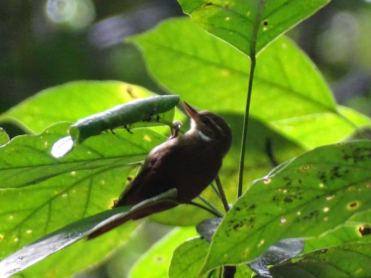 Northern Plain-Xenops - ML402430201