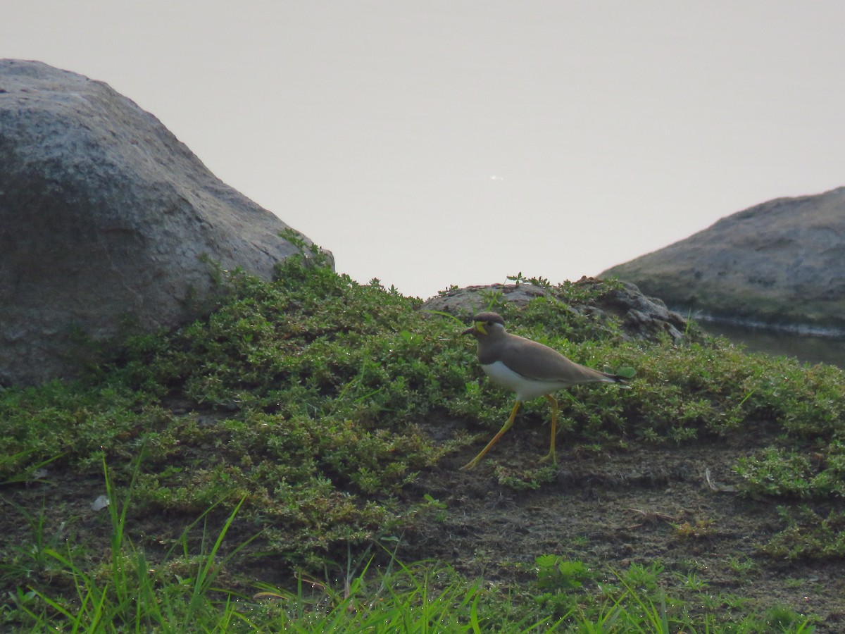 Yellow-wattled Lapwing - ML40243121