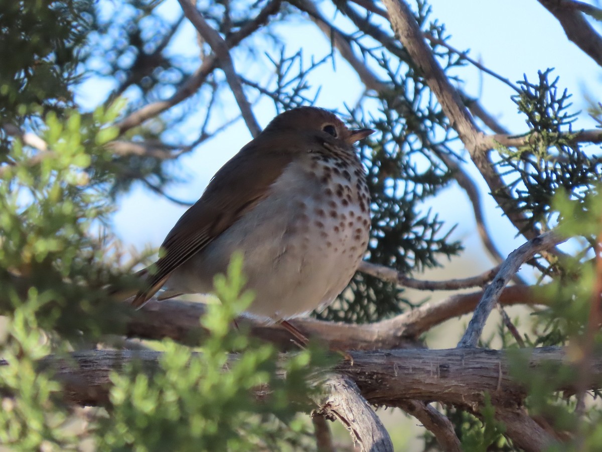 Hermit Thrush - ML402432341