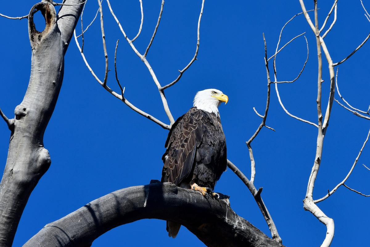 Bald Eagle - Nate Gowan