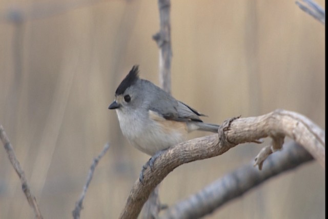 Black-crested Titmouse - ML402434