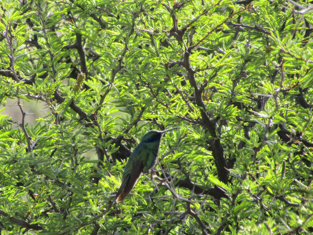 Sparkling Violetear - Yesica Paola Blanco Semke