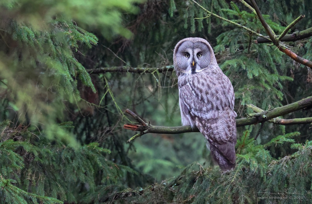 Great Gray Owl (Lapland) - ML402435571