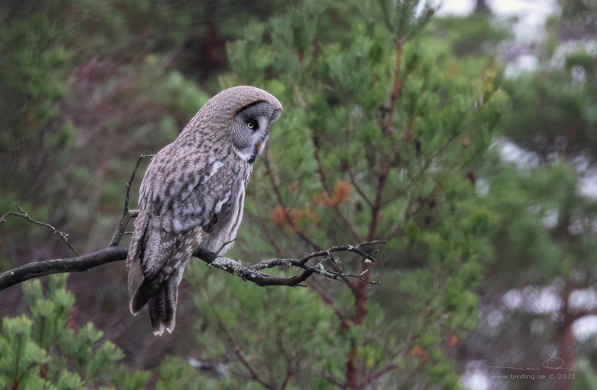Great Gray Owl (Lapland) - Lasse Olsson