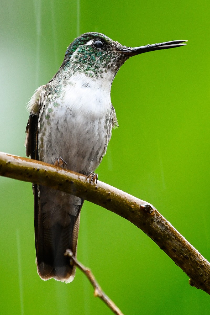 White-bellied Mountain-gem - ML402436391