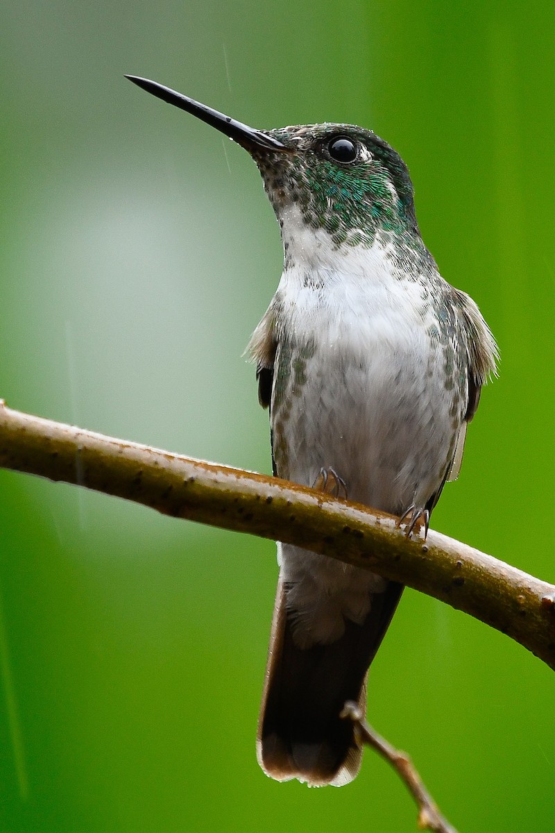 White-bellied Mountain-gem - ML402436581