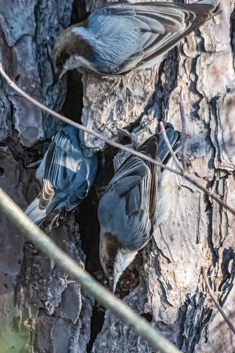 Brown-headed Nuthatch - ML402437231