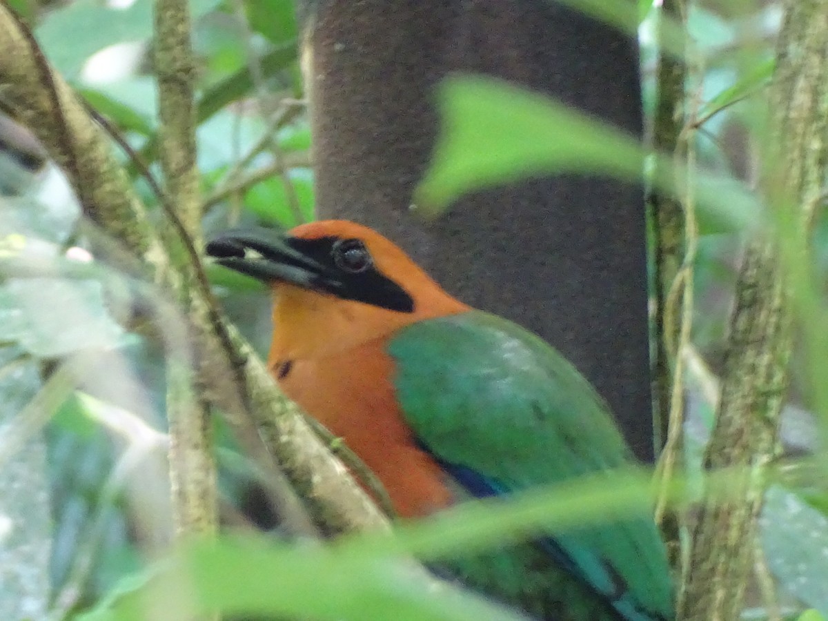 Rufous Motmot - ML402437381