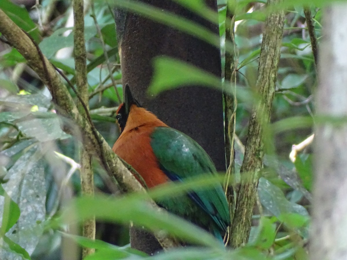 Rufous Motmot - Alexis Martínez D