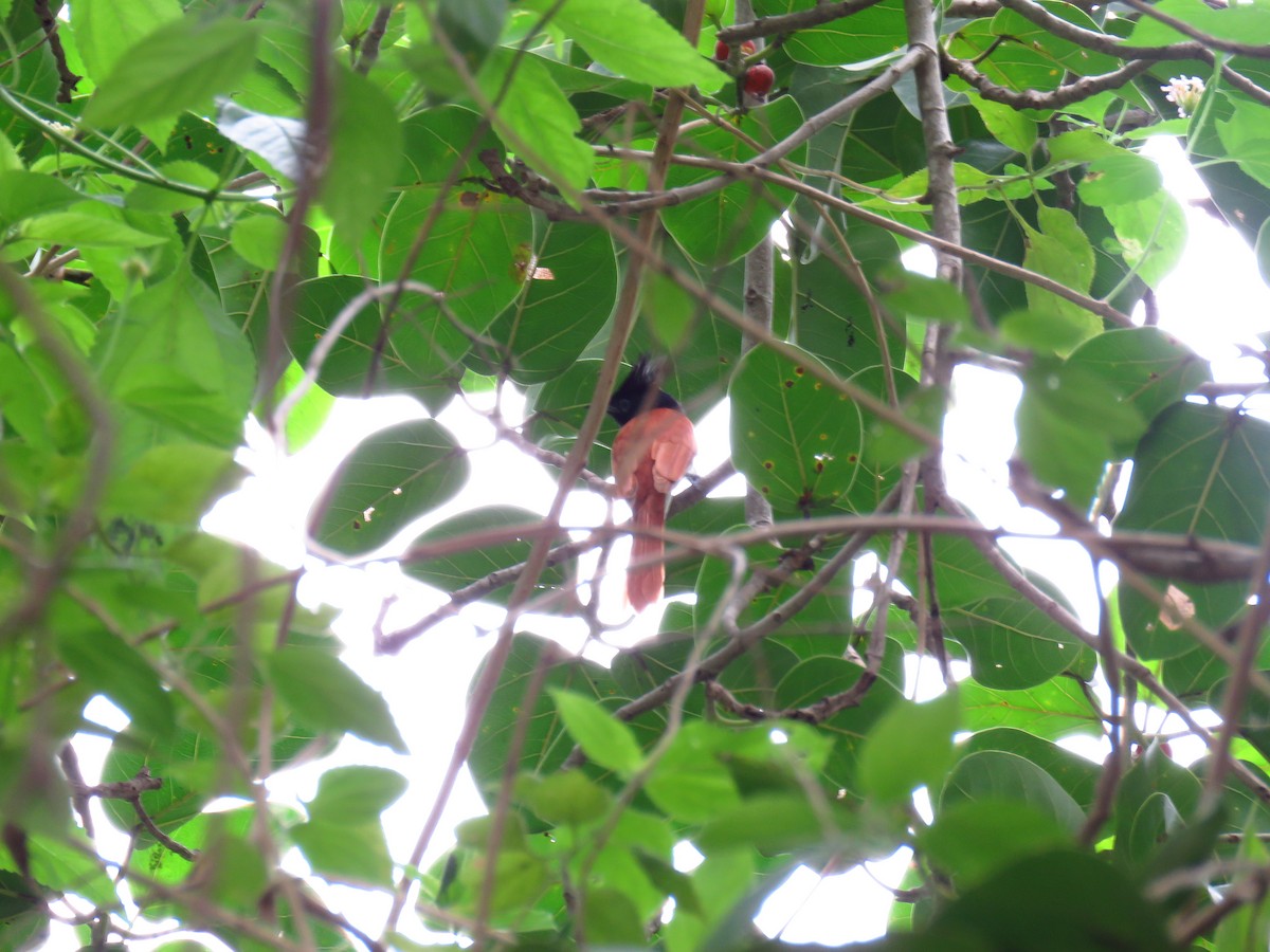 Indian Paradise-Flycatcher - ML40243861