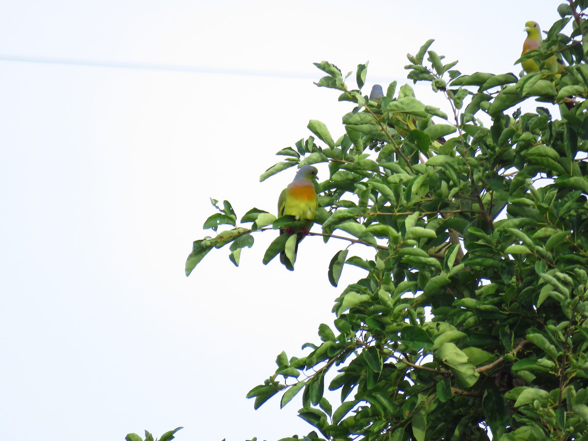 Orange-breasted Green-Pigeon - ML40243871