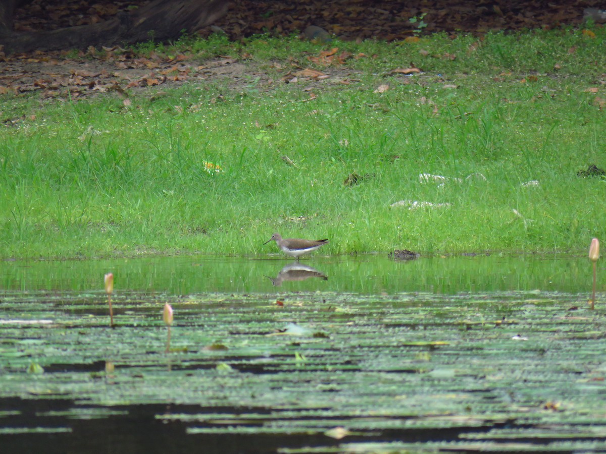 Green Sandpiper - ML40243881