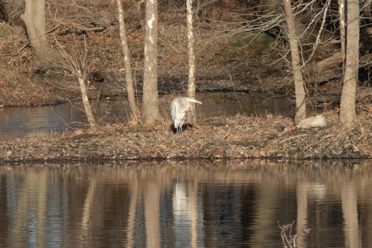 Great Blue Heron - ML402439001