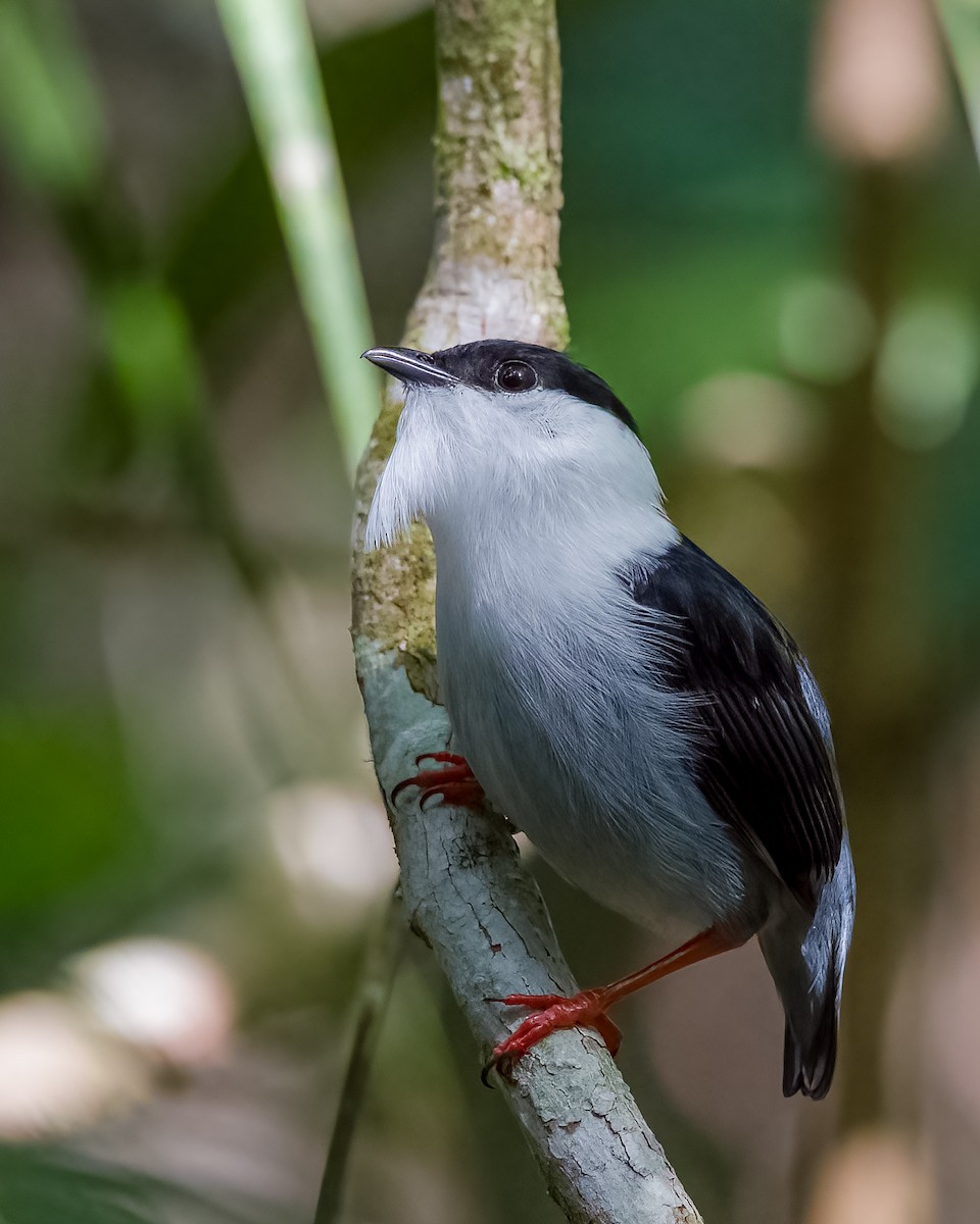 White-bearded Manakin - ML402439281