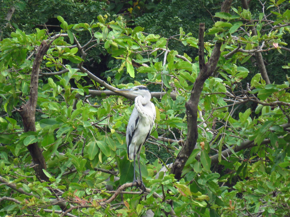 Gray Heron - pooja pawar