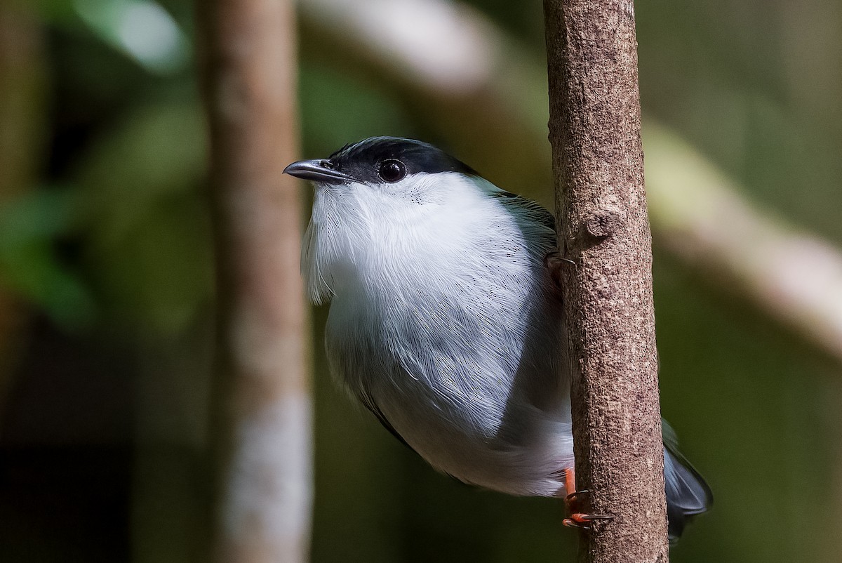 White-bearded Manakin - ML402439321
