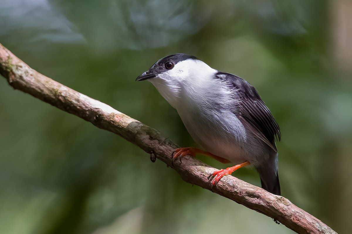 White-bearded Manakin - ML402439341
