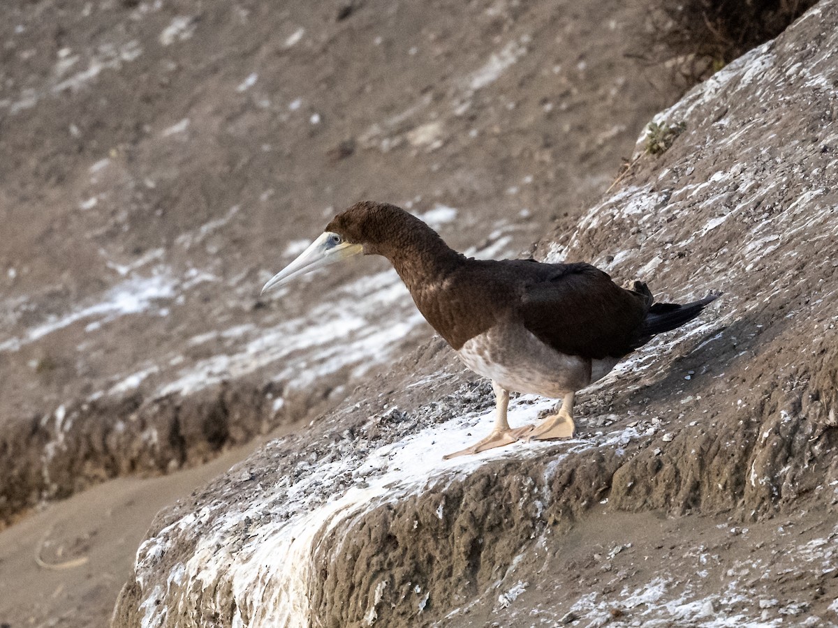 Brown Booby - ML402439441