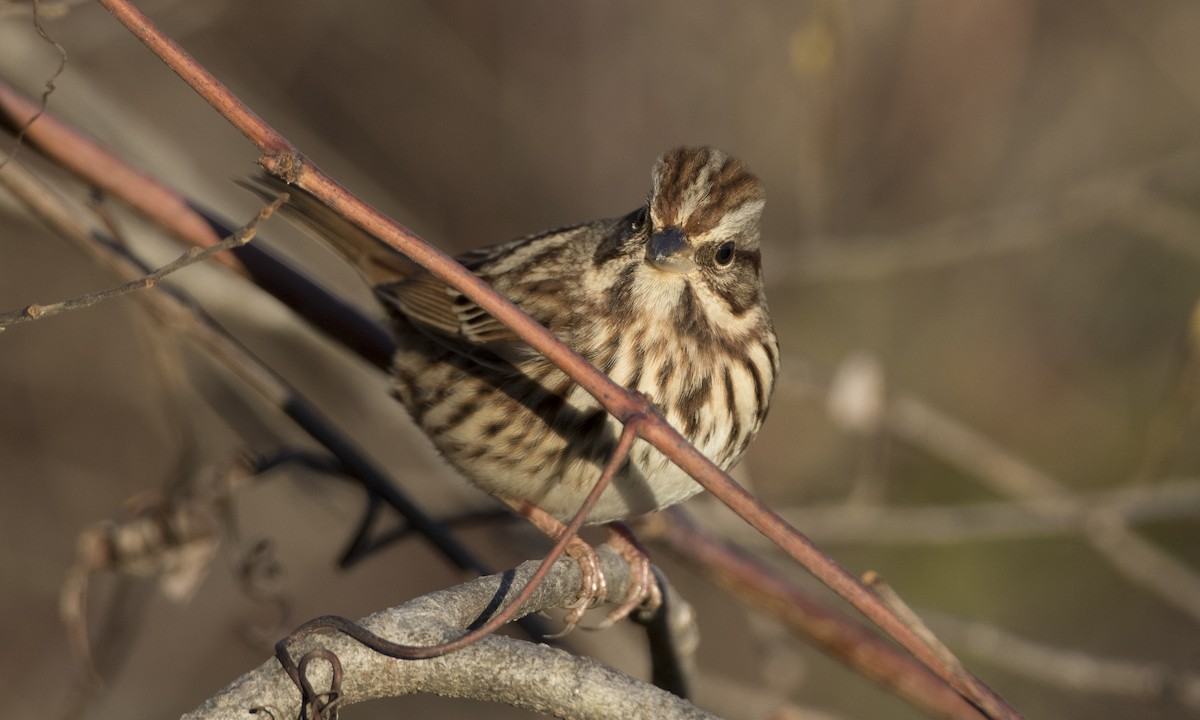 Song Sparrow (melodia/atlantica) - Brian Sullivan