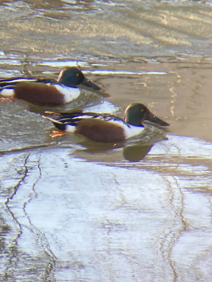 Northern Shoveler - Adam McInerney