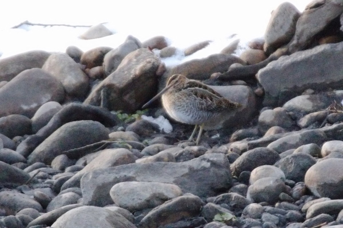 Wilson's Snipe - ML402441651