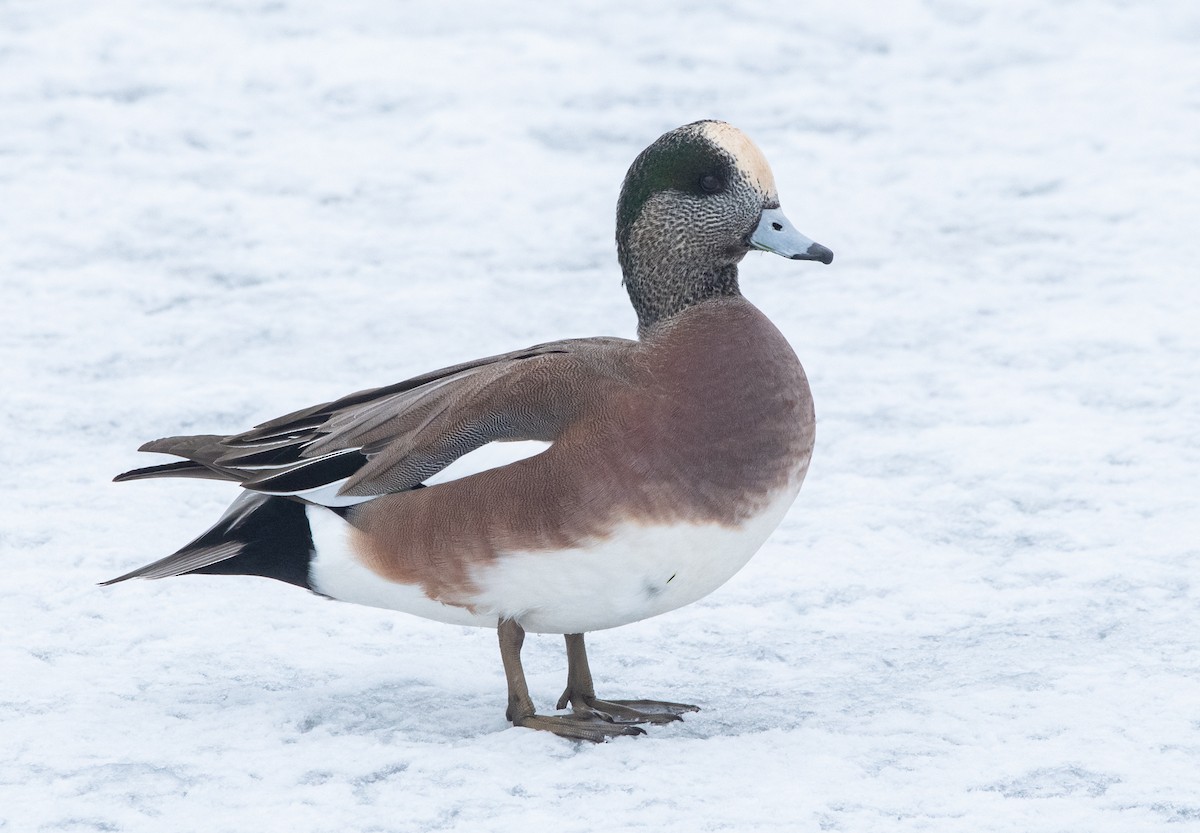 American Wigeon - ML402441891