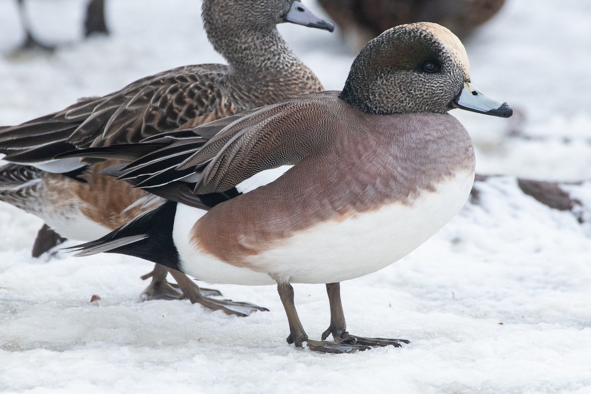 American Wigeon - ML402441901