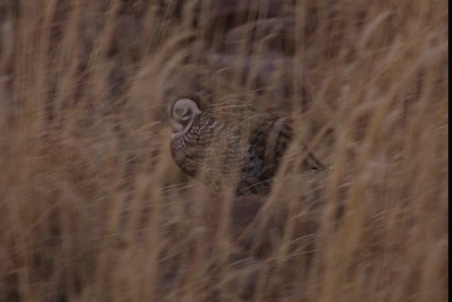 Montezuma Quail (Montezuma) - ML402443