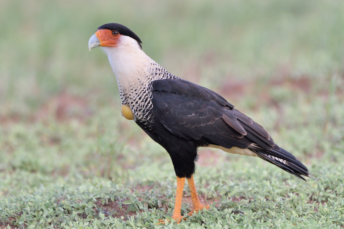 Crested Caracara (Northern) - Michiel Oversteegen