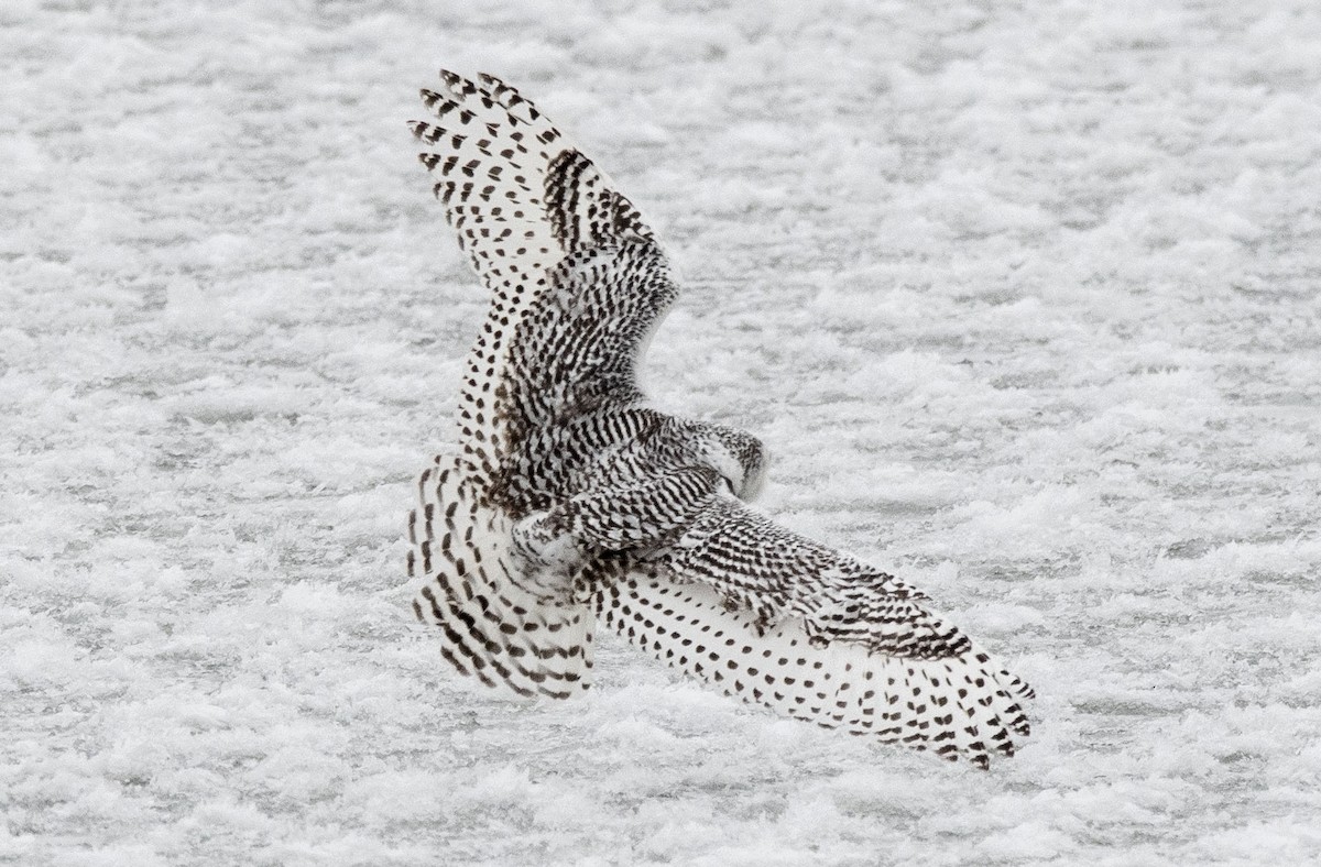 Snowy Owl - ML402443341