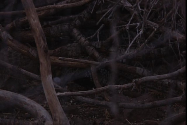 Montezuma Quail (Montezuma) - ML402444