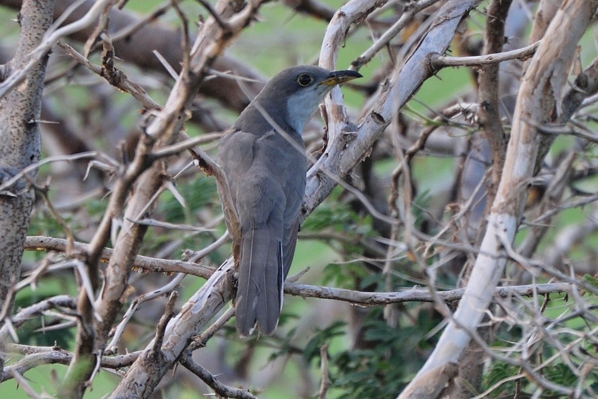 Yellow-billed Cuckoo - Michiel Oversteegen