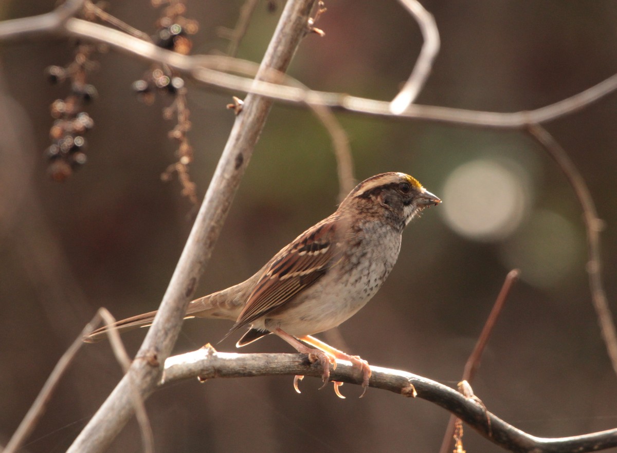 White-throated Sparrow - Juli deGrummond