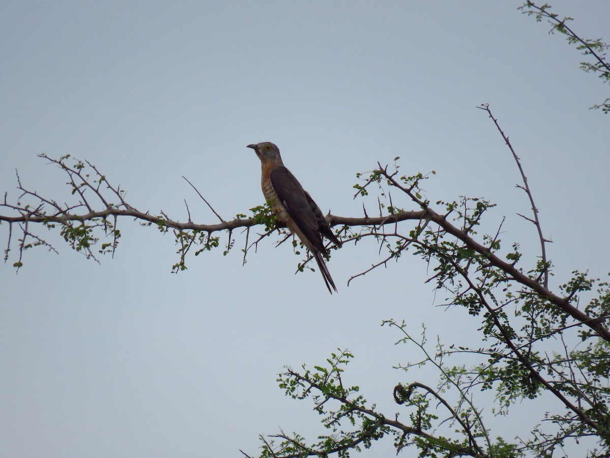 Common Hawk-Cuckoo - ML40244491