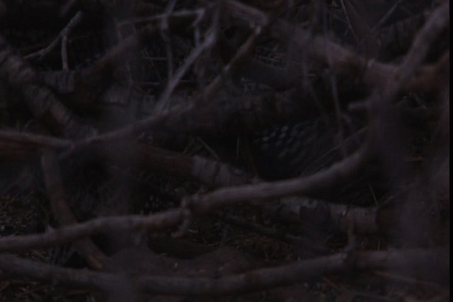 Montezuma Quail (Montezuma) - ML402445