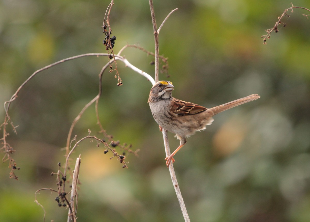 White-throated Sparrow - Juli deGrummond