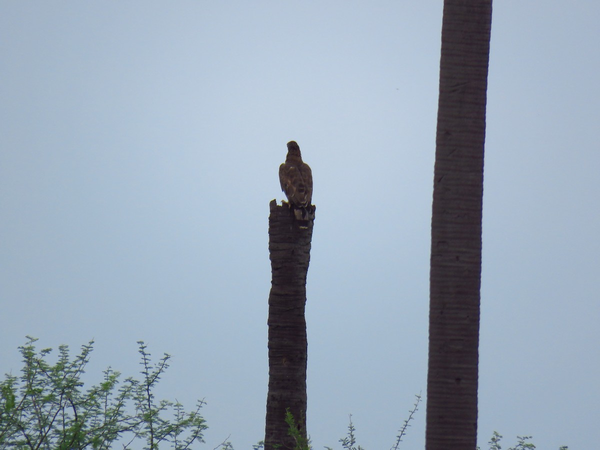 Oriental Honey-buzzard - ML40244591