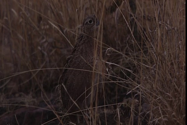 Montezuma Quail (Montezuma) - ML402446