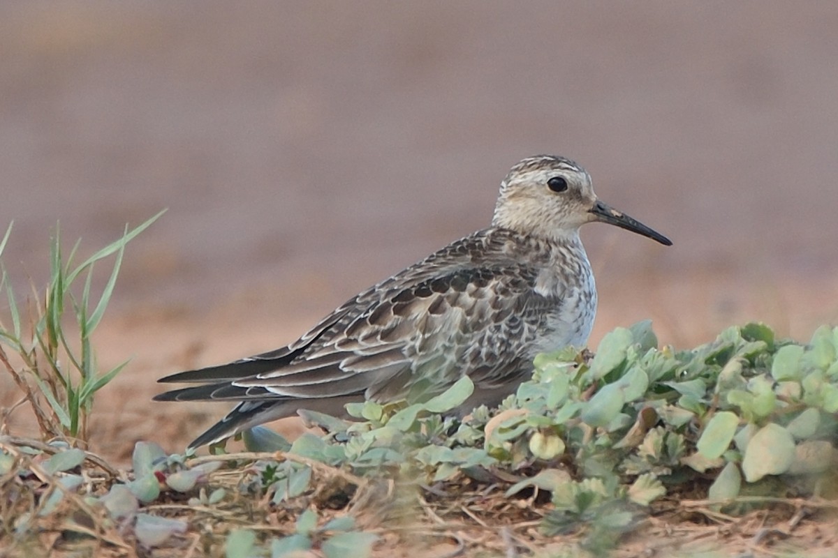 Baird's Sandpiper - ML40244601