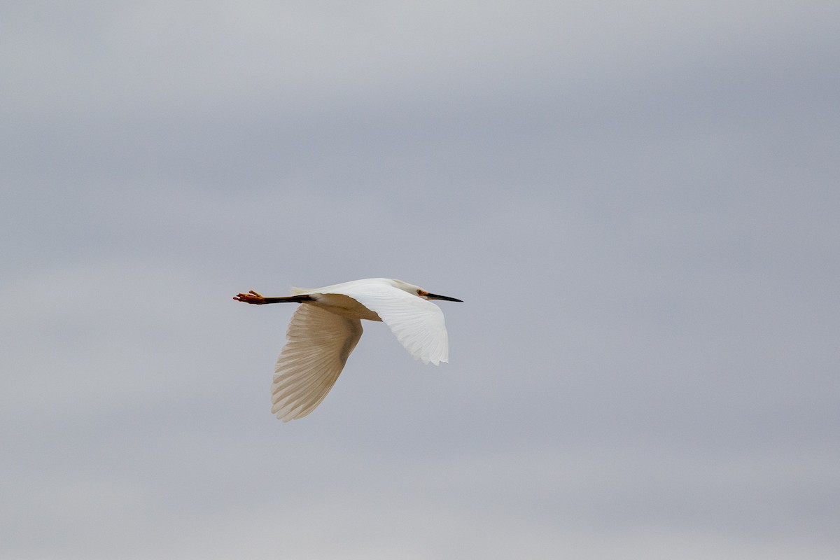 Snowy Egret - Tom Auer