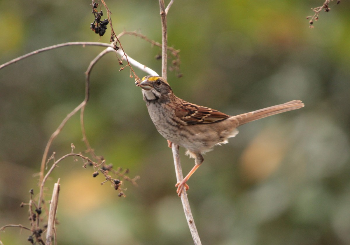 White-throated Sparrow - Juli deGrummond