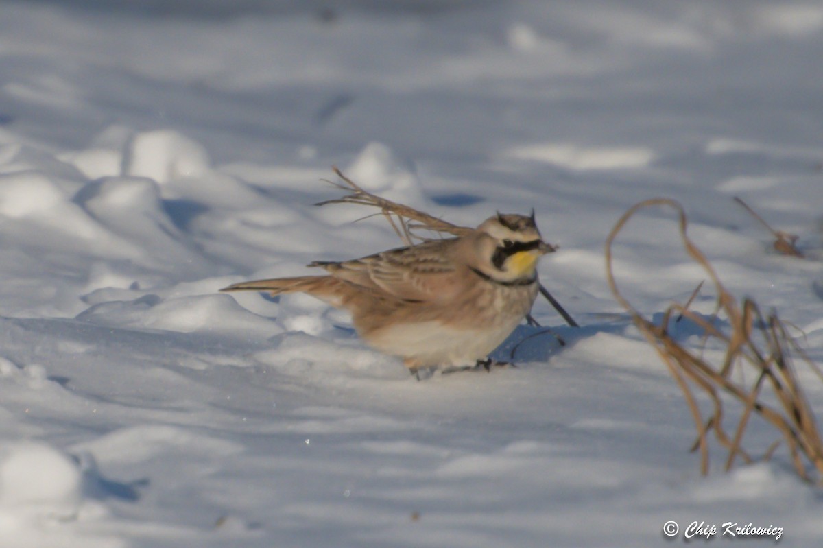 Horned Lark - Chip Krilowicz