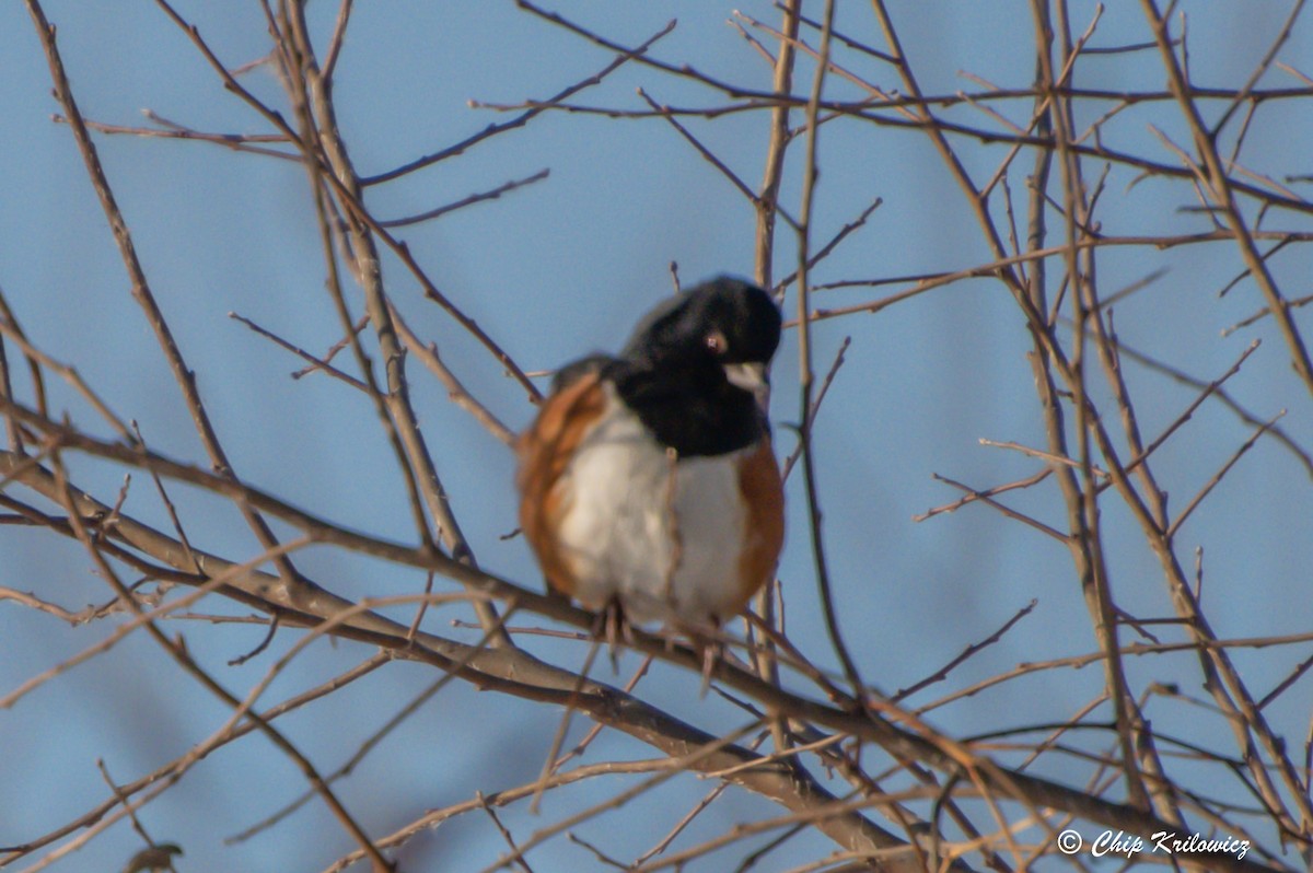 Eastern Towhee - Chip Krilowicz