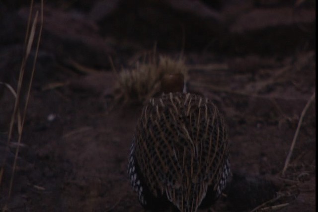 Montezuma Quail (Montezuma) - ML402447