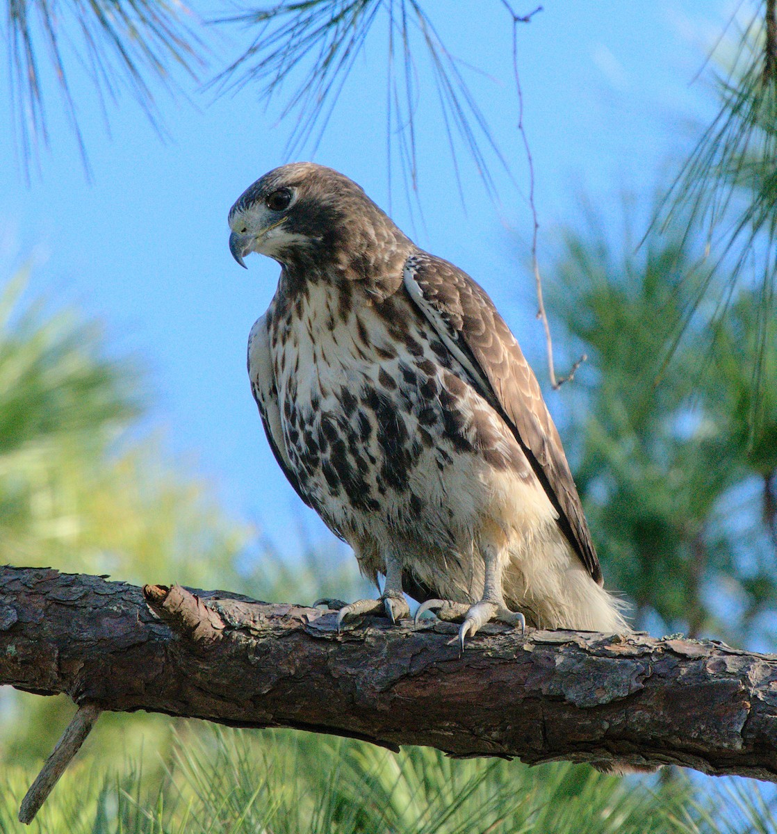 Red-tailed Hawk - ML402447441