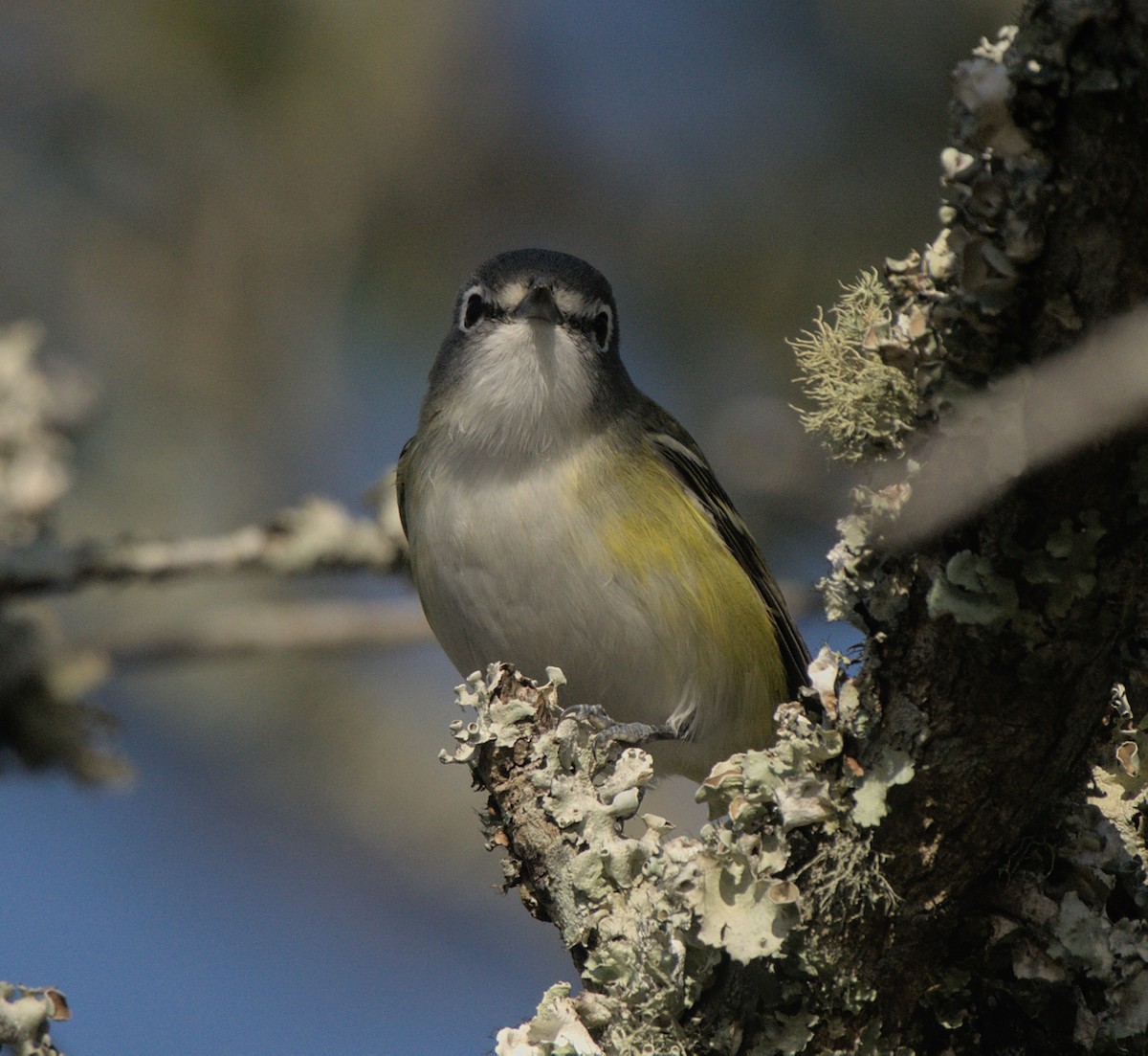 Viréo à tête bleue - ML402447601