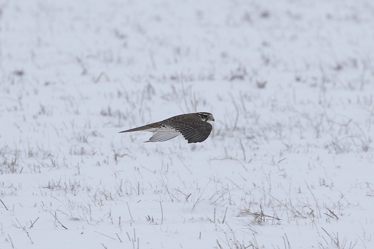 Prairie Falcon - ML402447671