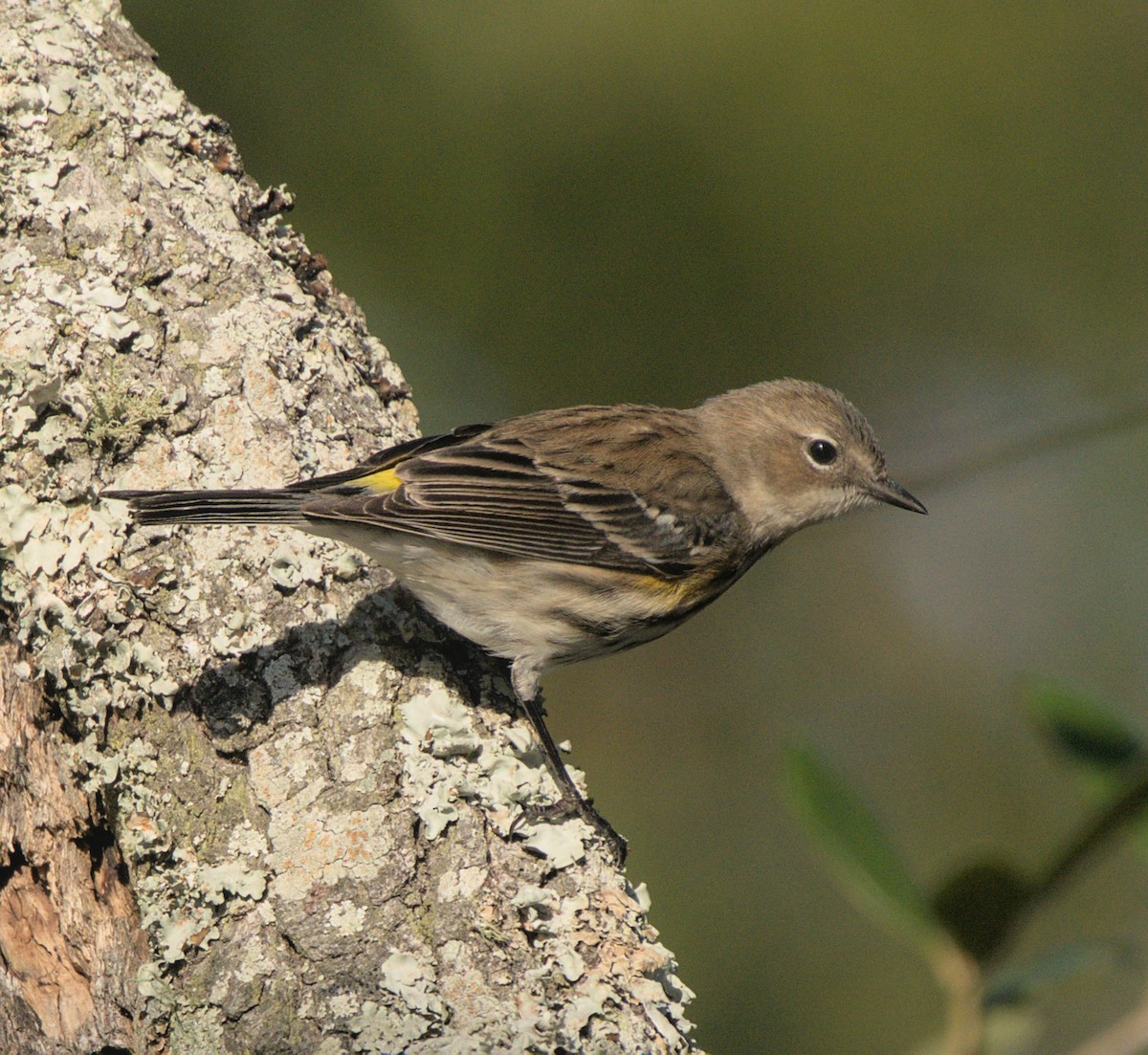 Yellow-rumped Warbler - Carl Miller