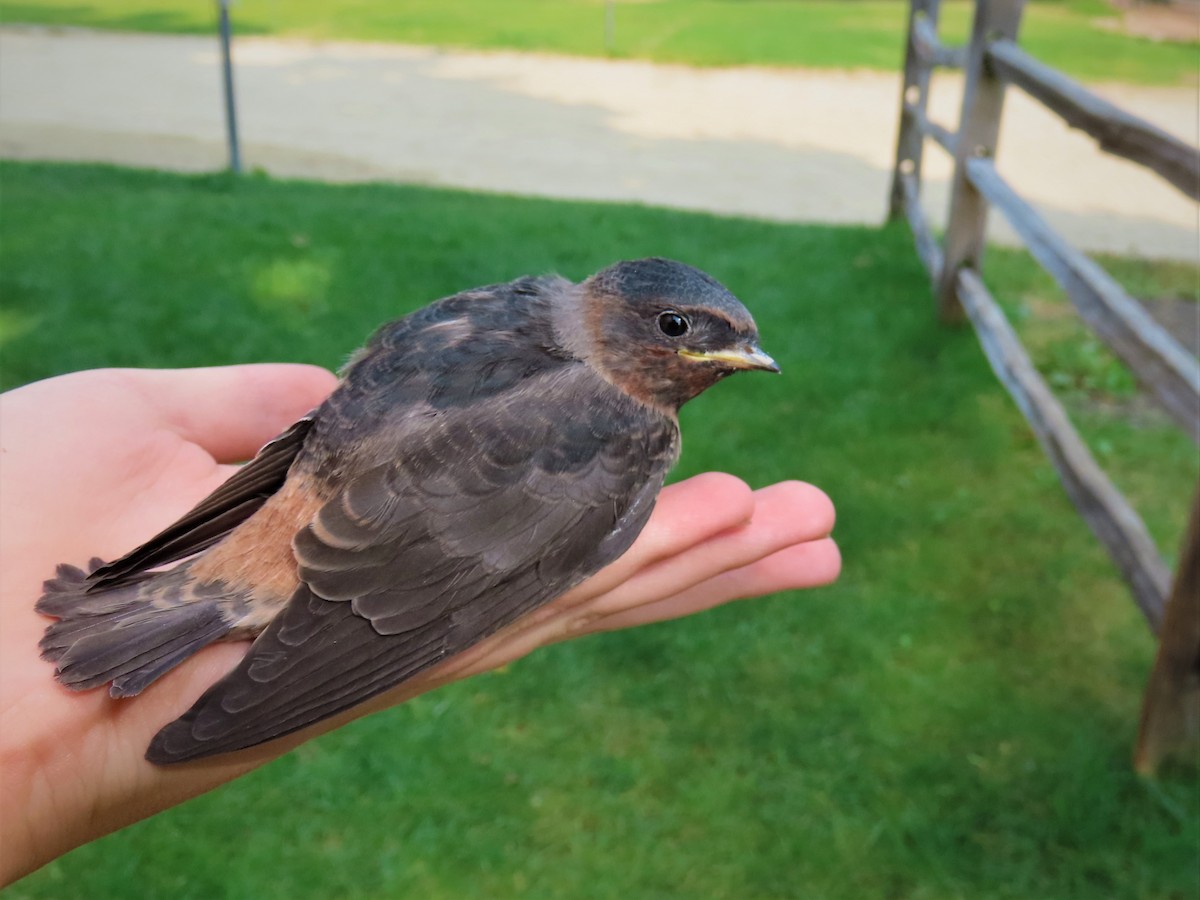 Cliff Swallow - Andrew Pratt