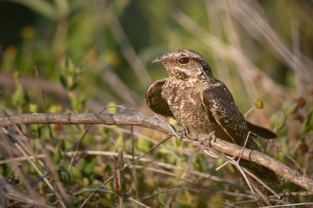 Scissor-tailed Nightjar - ML402448401